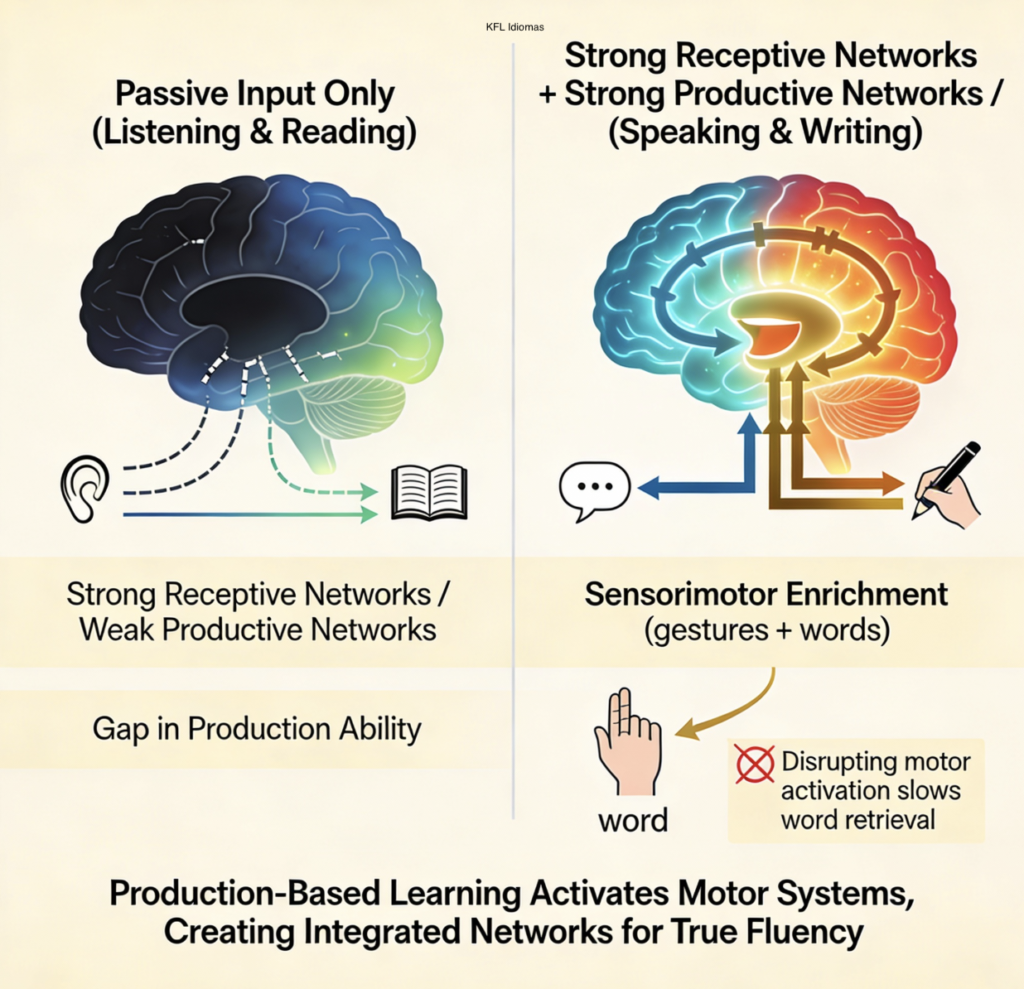 you understand English but can't speak fluently — the neuroscience gap between comprehension and speech